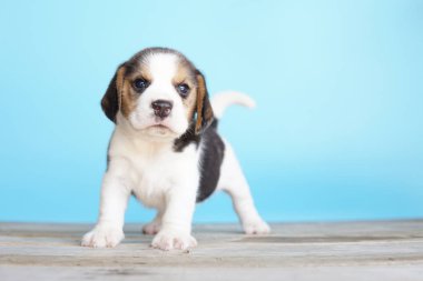 Tazı öncelikle av tavşanı için geliştirildi. Harika bir koku alma duyusu ve üstün takip içgüdüleri var. Metin için kopyalama alanı var. Av köpeklerinin burunları harikadır. Av köpekleri çeşitli araştırma prosedürlerinde kullanılır..