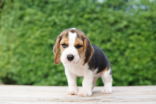 Beagle Vooral Ontwikkeld Voor Jacht Haas Met Een Goed Reukvermogen — Stockfoto