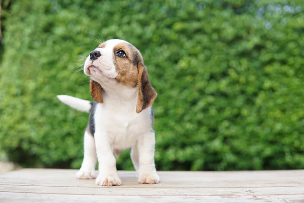 Beagle Foi Desenvolvido Principalmente Para Caçar Lebre Possuindo Grande Sentido — Fotografia de Stock