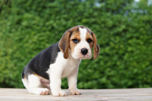 Beagle Vooral Ontwikkeld Voor Jacht Haas Met Een Goed Reukvermogen — Stockfoto