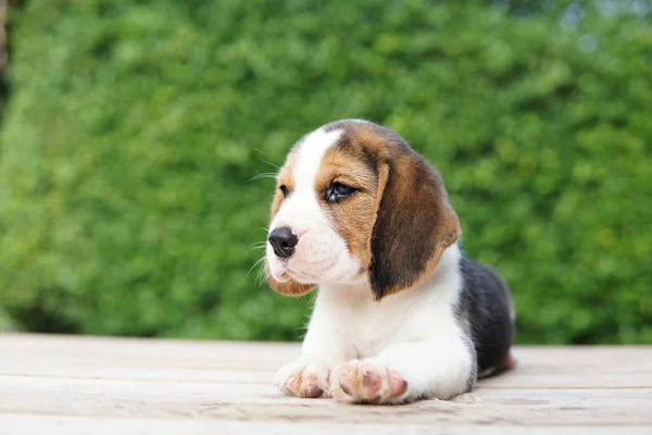 Beagle Elsősorban Nyúl Vadászatra Fejlesztették Kiváló Szaglás Kiváló Nyomkövető Ösztön — Stock Fotó