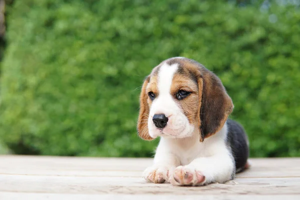 Beagle Foi Desenvolvido Principalmente Para Caçar Lebre Possuindo Grande Sentido — Fotografia de Stock