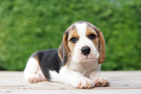 Beagle Developed Primarily Hunting Hare Possessing Great Sense Smell Superior — Foto Stock