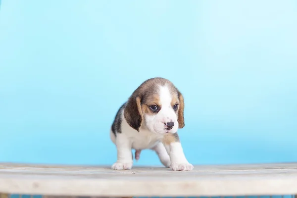 Beagle Vooral Ontwikkeld Voor Jacht Haas Met Een Goed Reukvermogen — Stockfoto