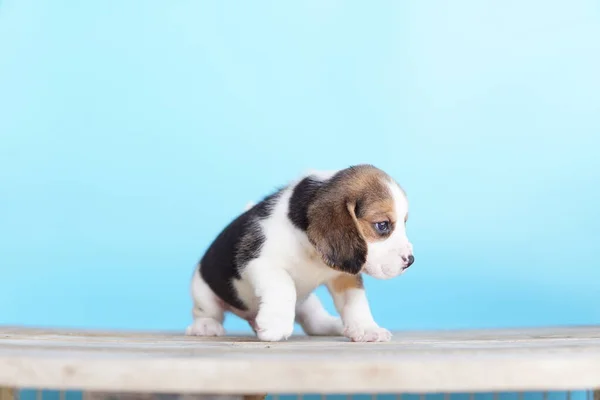 Beagle Foi Desenvolvido Principalmente Para Caçar Lebre Possuindo Grande Sentido — Fotografia de Stock