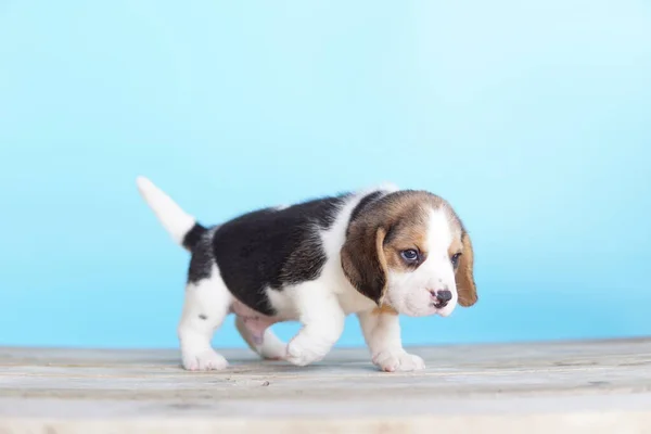 Beagle Elsősorban Nyúl Vadászatra Fejlesztették Kiváló Szaglás Kiváló Nyomkövető Ösztön — Stock Fotó