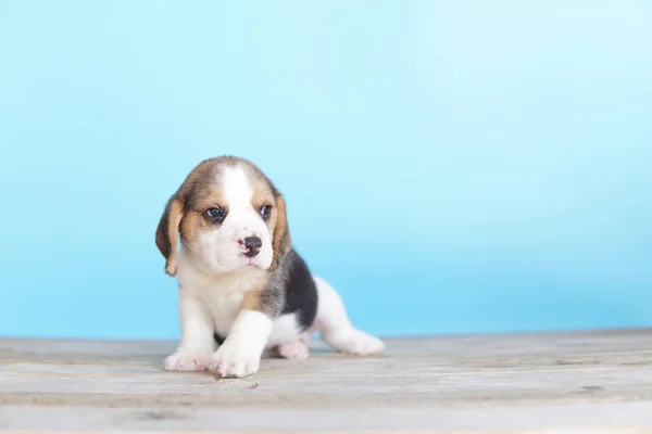 Beagle Elsősorban Nyúl Vadászatra Fejlesztették Kiváló Szaglás Kiváló Nyomkövető Ösztön — Stock Fotó