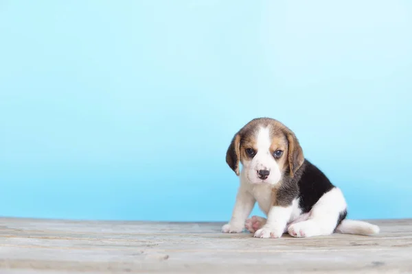 Beagle Został Opracowany Przede Wszystkim Polowania Zająca Posiadanie Wielkiego Zmysłu — Zdjęcie stockowe