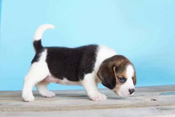 Beagle Fue Desarrollado Principalmente Para Liebre Caza Poseer Gran Sentido —  Fotos de Stock
