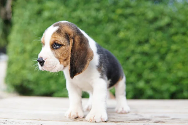 Beagle Fue Desarrollado Principalmente Para Liebre Caza Poseer Gran Sentido —  Fotos de Stock