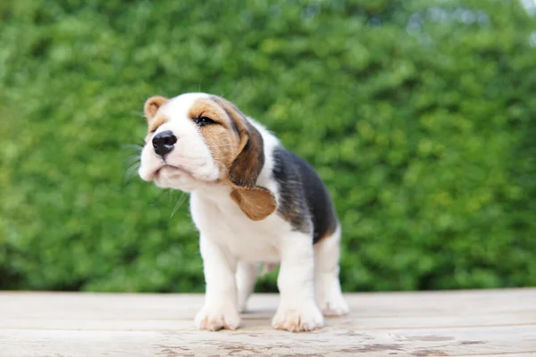 Beagle Developed Primarily Hunting Hare Possessing Great Sense Smell Superior — Stockfoto