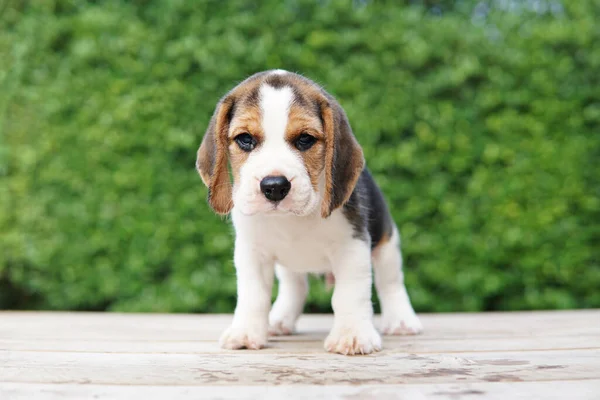 Beagle Developed Primarily Hunting Hare Possessing Great Sense Smell Superior — Stock Photo, Image