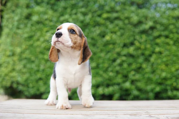 Beagle Developed Primarily Hunting Hare Possessing Great Sense Smell Superior — Stockfoto