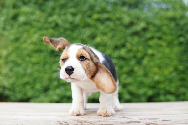 Beagle Vooral Ontwikkeld Voor Jacht Haas Met Een Goed Reukvermogen — Stockfoto