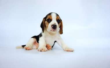 Beyaz ekranda sevimli Tricolor Beagle. Av köpekleri çeşitli araştırma prosedürlerinde kullanılır. Tazının genel görünüşü minyatür bir Foxhound 'a benzer. Av köpeklerinin burunları mükemmeldir..