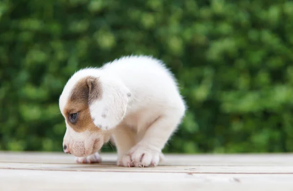 Der Beagle Wurde Erster Linie Für Die Hasenjagd Entwickelt Verfügt — Stockfoto