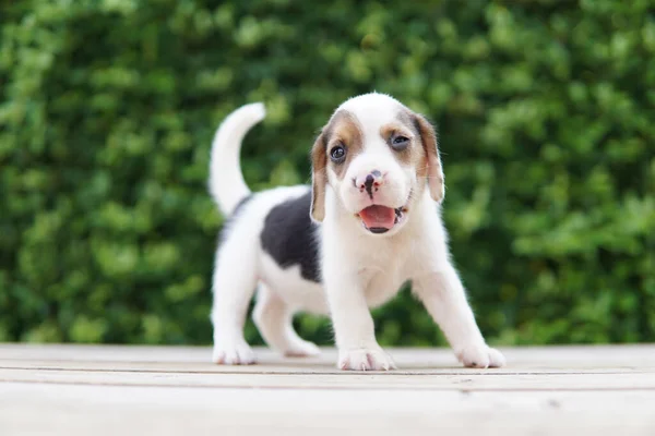 Beagle Foi Desenvolvido Principalmente Para Caçar Lebre Possuindo Grande Sentido — Fotografia de Stock