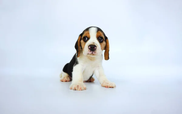 Adorable Beagle Tricolor Pantalla Blanca Los Beagles Utilizan Una Serie —  Fotos de Stock