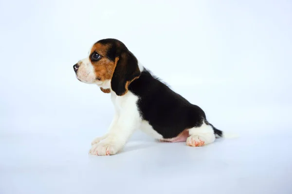 Imádnivaló Tricolor Beagle Fehér Vásznon Beagle Eket Számos Kutatási Eljárás — Stock Fotó