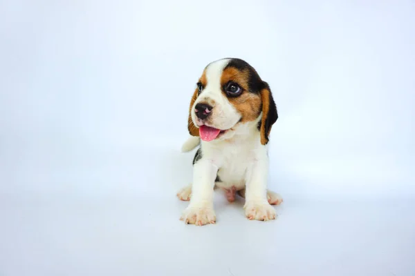 Schattige Tricolor Beagle Wit Scherm Beagles Worden Gebruikt Een Reeks — Stockfoto