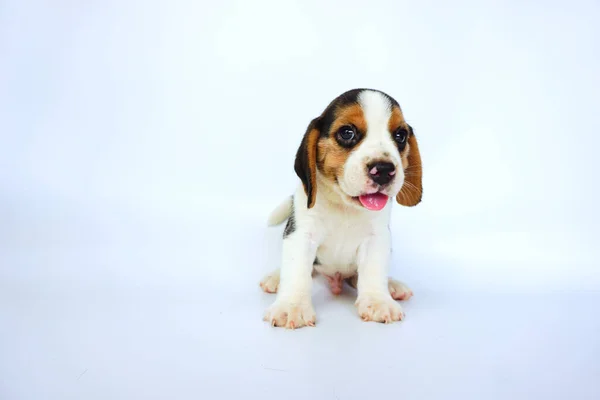 Adorable Beagle Tricolor Pantalla Blanca Los Beagles Utilizan Una Serie —  Fotos de Stock