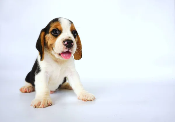 Adorable Beagle Tricolor Pantalla Blanca Los Beagles Utilizan Una Serie —  Fotos de Stock