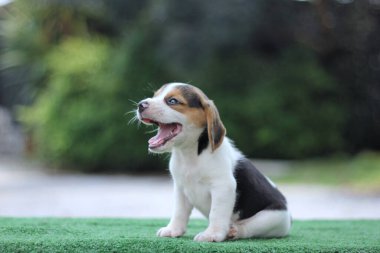 Yeşil zeminde bir aylık sevimli av köpeği yavrusu yaşı. Resimde reklam ya da metin için kopyalama alanı var. Av köpeklerinin burunları mükemmeldir. Tazının genel görünüşü minyatür bir Tilki Köpeğine benzer..