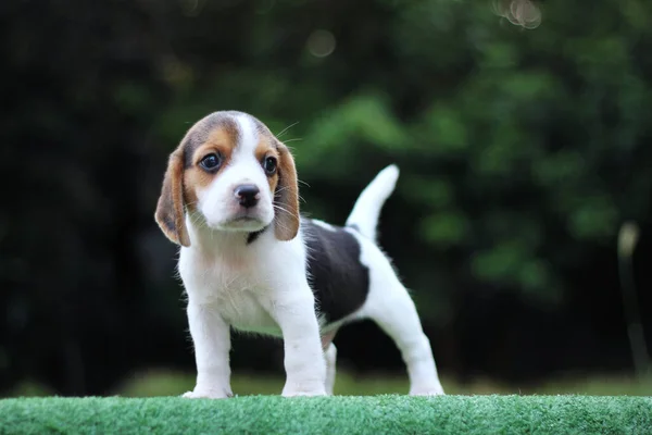 Schattige Beagle Puppy Leeftijd Een Maand Groene Vloer Foto Hebben — Stockfoto