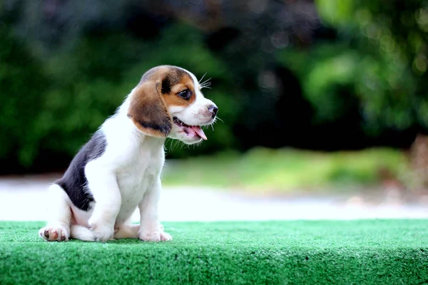 Adorable Edad Cachorro Beagle Mes Suelo Verde Imagen Tiene Espacio —  Fotos de Stock