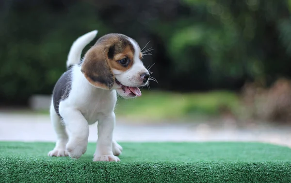 Adorabile Età Cucciolo Beagle Mese Sul Pavimento Verde Foto Hanno — Foto Stock