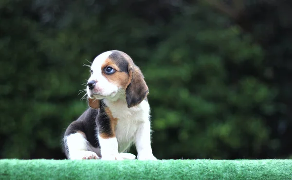 Adorável Filhote Cachorro Beagle Idade Mês Chão Verde Imagem Tem — Fotografia de Stock