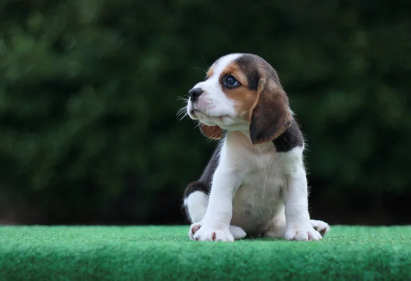 Adorável Filhote Cachorro Beagle Idade Mês Chão Verde Imagem Tem — Fotografia de Stock