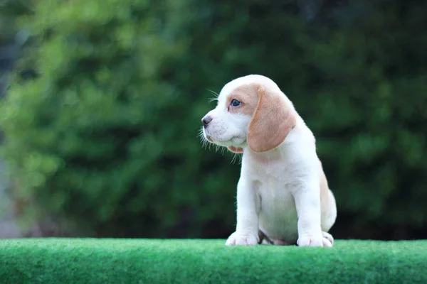 Adorabile Età Cucciolo Beagle Mese Sul Pavimento Verde Foto Hanno — Foto Stock