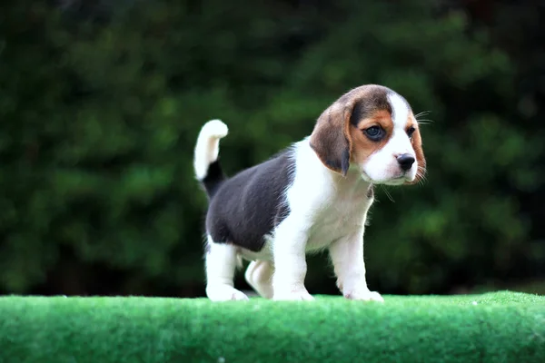 Adorável Filhote Cachorro Beagle Idade Mês Chão Verde Imagem Tem — Fotografia de Stock