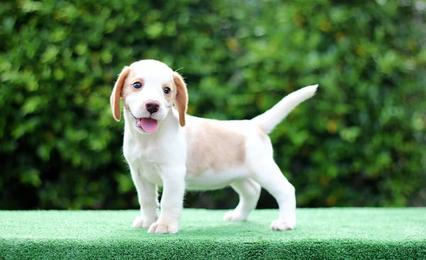 Schattige Beagle Puppy Leeftijd Een Maand Groene Vloer Foto Hebben — Stockfoto