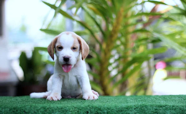 Yeşil Zeminde Bir Aylık Sevimli Köpeği Yavrusu Yaşı Resimde Reklam — Stok fotoğraf