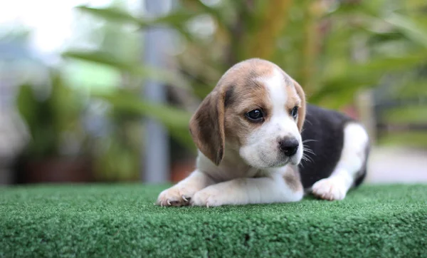 Adorável Filhote Cachorro Beagle Idade Mês Chão Verde Imagem Tem — Fotografia de Stock