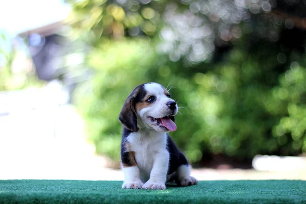 Schattige Beagle Puppy Leeftijd Een Maand Groene Vloer Foto Hebben — Stockfoto