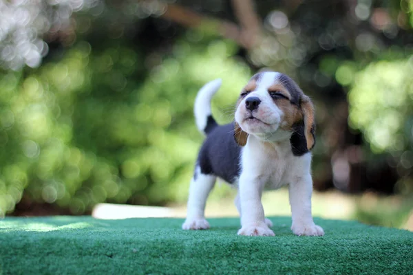 Adorabile Età Cucciolo Beagle Mese Sul Pavimento Verde Foto Hanno — Foto Stock