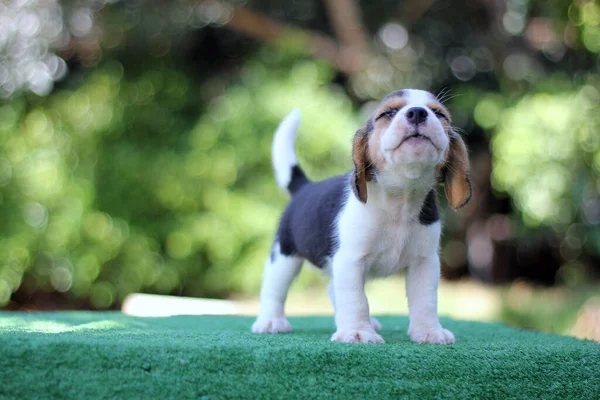 Adorable Beagle Puppy Age One Month Green Floor Picture Have — Stock Photo, Image