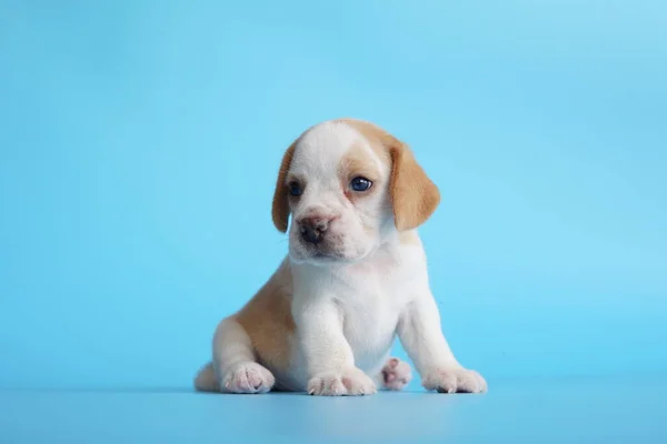 Adorable Beagle Blue Screen Background Beagles Used Range Research Procedures — Foto de Stock