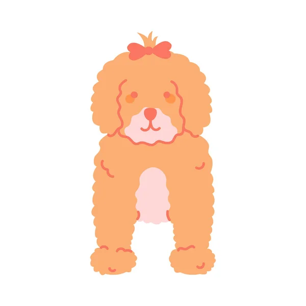 Brown Toy Poodle Dog Cartoon Puppy Doodle Vector Illustration Isolated —  Vetores de Stock