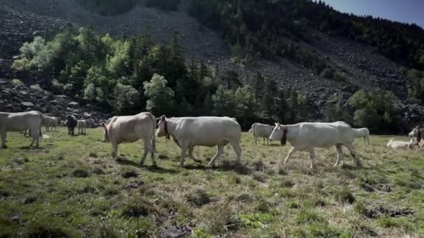 Vue statique d'une vache blanche broutant et pataugeant sur les prairies situées dans les Pyrénées en France par une matinée ensoleillée. — Video