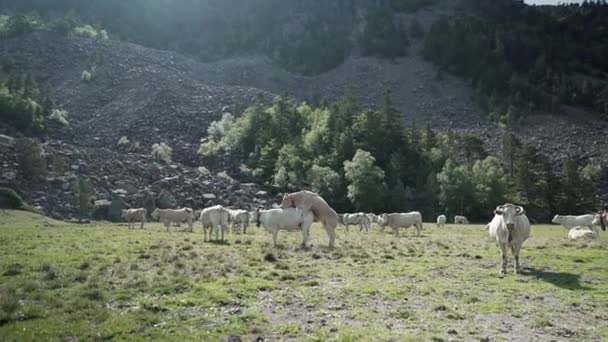 Vue statique d'un groupe de vaches domestiques blanches qui se promènent en pâturant par une belle matinée ensoleillée dans les Pyrénées en France. — Video