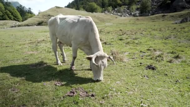 Tiro de vaca blanca pastando en el prado con hierba verde sobre el terreno montañoso junto al lago Ayous en los Pirineos en Francia en una mañana soleada. — Vídeos de Stock