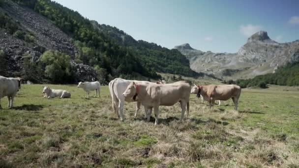 Prise de vue de vaches pâturant dans une prairie avec de l'herbe sèche et la vue sur la belle chaîne de montagnes en arrière-plan le matin. — Video