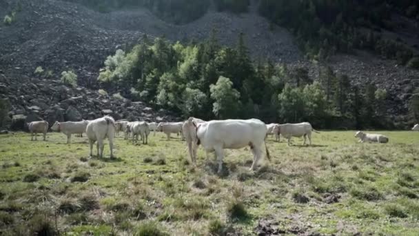Prise de vue statique d'un groupe de vaches se relaxant après le pâturage dans la prairie d'herbe verte sur le terrain montagneux des Pyrénées en France par une journée ensoleillée. — Video