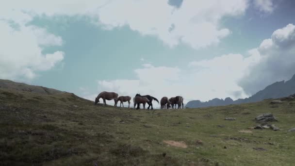 Vue statique de chevaux occupés à grignoter l'herbe le long des champs de pâturage au bord du lac Ayous dans les Pyrénées en France par une journée nuageuse. — Video