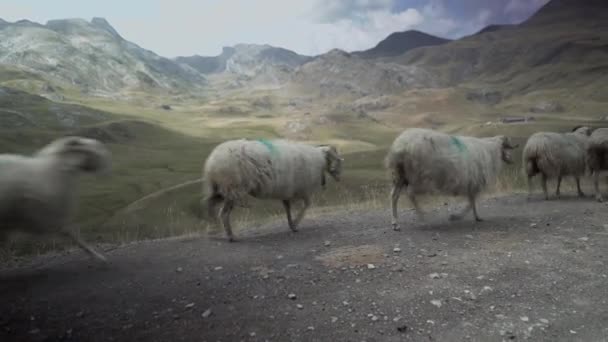 Vue du troupeau de moutons marchant sur le bord de la route menant vers les pâturages au bord du lac Ayous dans les Pyrénées en France par temps nuageux. — Video