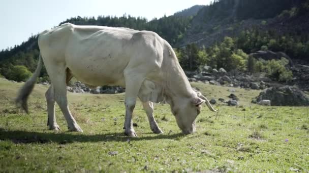 Vedere de aproape a unei vaci albe pășunând pe pajiștile situate în Pirineii din Franța într-o dimineață însorită. — Videoclip de stoc